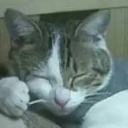 ピクピク