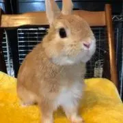 やっさんの画像