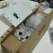 つくま【即購入歓迎】の画像