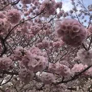 リンの画像