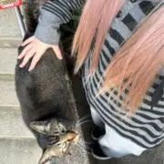あちゃ
