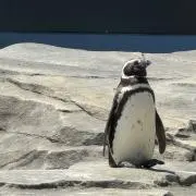 ぺんぎんの画像