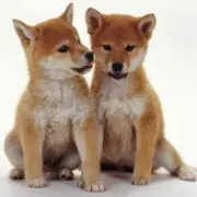 あーりん