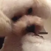 わんこ♥︎♡