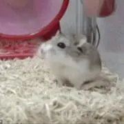よよの画像
