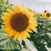 mkの画像