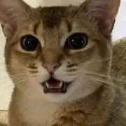 nielの画像