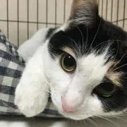 大王烏賊の画像