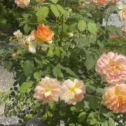 セール中@8/8〜8/15 発送不可の画像