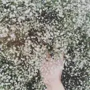 1205の画像