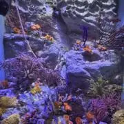 ほたる