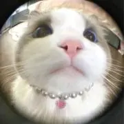 ぴょんの画像
