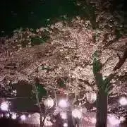 かのんの画像