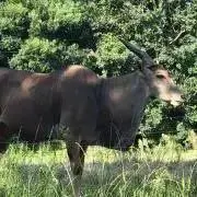 伊之助の画像
