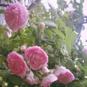 naochika (プロフ必読)