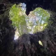 トッキーの画像