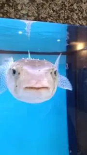 けこの画像