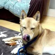 コンテR
