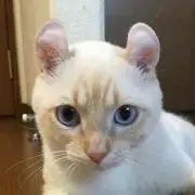 pipimaron