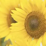 あきぽん