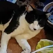 きつねやきそば