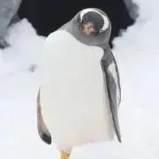 ぺんぎんの画像