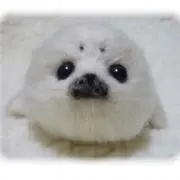 Ay_nの画像