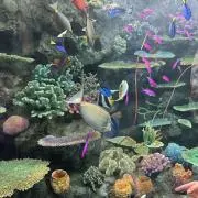 TRの画像