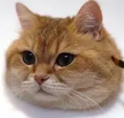 gugu