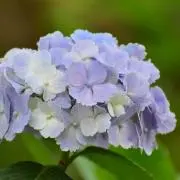 mikimikiの画像