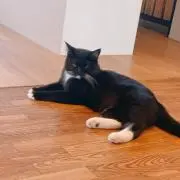 れいの画像
