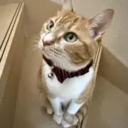 カリメロの画像