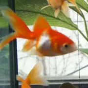 すいみー