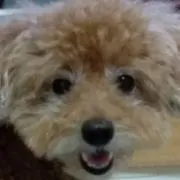 ココの画像