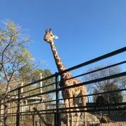 momoの画像