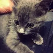 tomoの画像