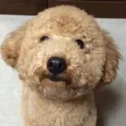 K.Tの画像