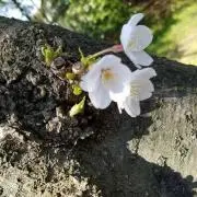 あお。★おまとめ割引き致します☆の画像