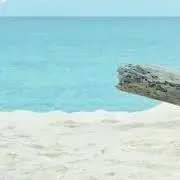 パクチーの画像