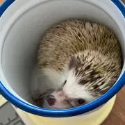 とことこ❇︎送料込み匿名配送〜の画像