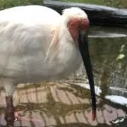 ねおの画像