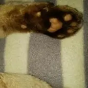 ときめ木の画像