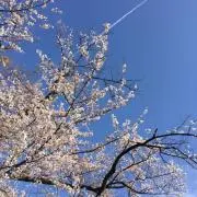 にゃっちゃの画像
