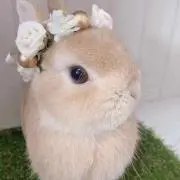 Flower Crownの画像