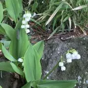 amiriの画像