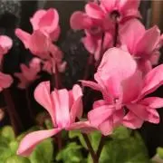よっこ