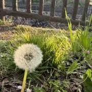 カトの画像
