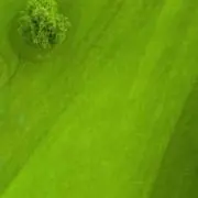 シバフの画像