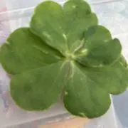 Mochiの画像