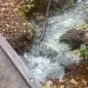 糸瓜